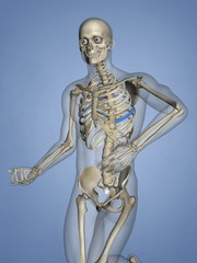 Sixth Rib, Rib Cage, 3D Model