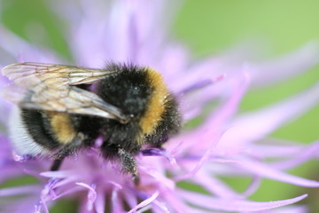 Hummel