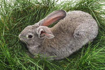 Grey rabbit on the grass.