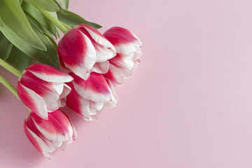 Red tulips with white border on pink background.