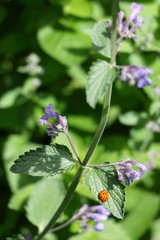Marienkäfer an der Katzenminze