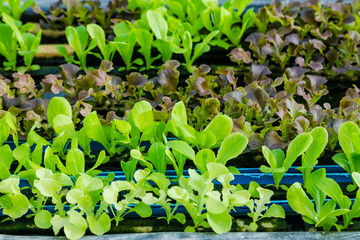 Young vegetables growing on water tray in control system, hydroponics