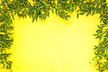 The branches of plants of Ruscus on a yellow background