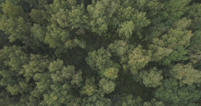 Aerial flying back and tilting over summer forest on a cloudy day