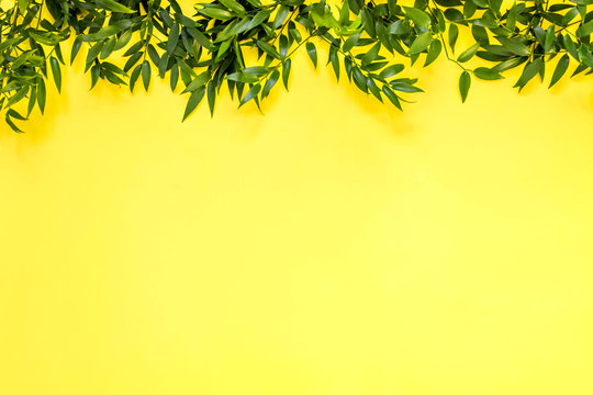 The branches of plants of Ruscus on a yellow background