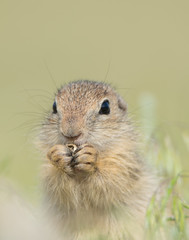 Naklejka na ściany i meble Closeup of a cute european ground squirrel eating on blurry background, Spermophilus citellus