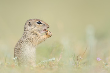 Naklejka na ściany i meble Closeup of a cute european ground squirrel eating on blurry background, Spermophilus citellus