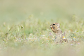 Cute European ground squirrel standing and eating on a field of green grass,Spermophilus citellus