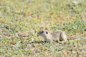 Naklejka na ściany i meble Cute European ground squirrel running on a field of green grass,Spermophilus citellus