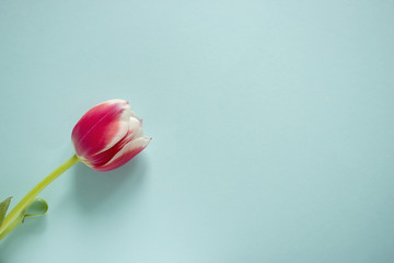 Purple tulip with white border on blue background.