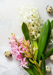 White and pink hyacinth floral, spring flowers background. Top view flat lay background. Easter concept.