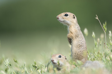 Two cute European ground squirrels standing and watching on a field of green grass,Spermophilus citellus