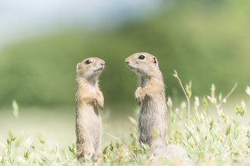 Naklejka na ściany i meble Two cute European ground squirrels standing and watching on a field of green grass,Spermophilus citellus