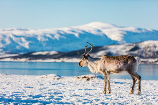 Fototapeta Reindeer in Northern Norway