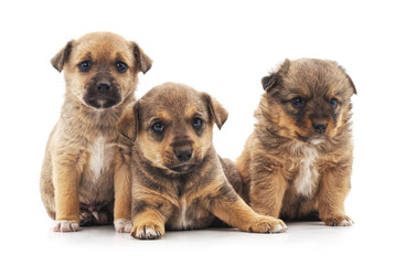 Fototapeta na wymiar Three little puppies.