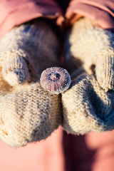 Girl holding frozen sea shells