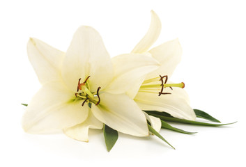 Fototapeta na wymiar Two white lilies.
