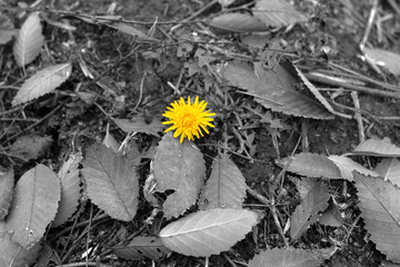 Dandelion