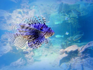 Pesce scorpione