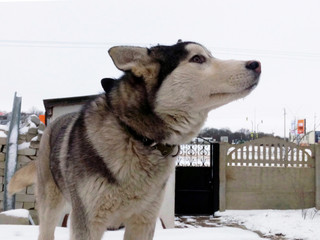 Husky purebred dog in winter day
