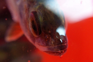 Fish bubble close-up blurred background macro photo