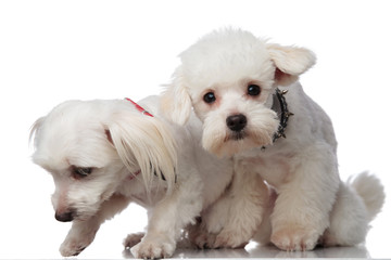 two adorable white bichons picking up a scent