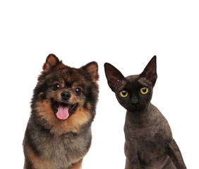 cute pomeranian dog and black cat looking curious