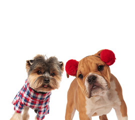 curious yorkshire terrier and english bulldog dressed for halloween