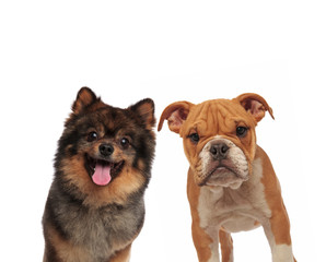 adorable spitz and english bulldog looking at camera