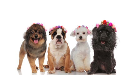 adorable puppy spring team with flowers headbands