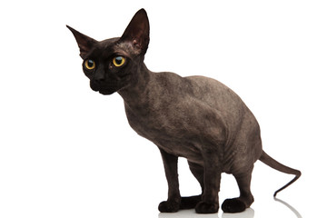 side view of a standing grey cat