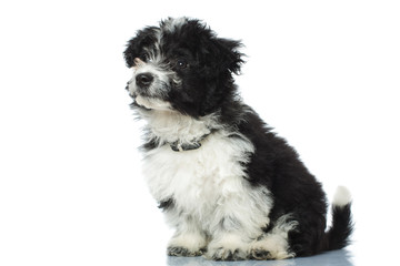 adorable seated bichon havanese looking away