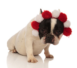 sad bulldog wearing a headband looks at camera