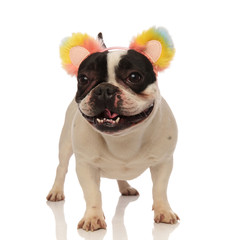 playful french bulldog with colored headband looks to side