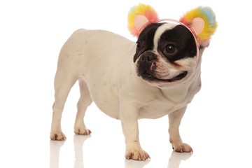 side view of a lovely french bulldog wearing flower headband
