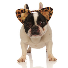 Fototapeta premium adorable french bulldog wearing leopard ears headband