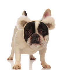 cute french bulldog with bat and bear ears