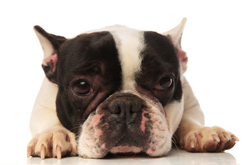 close up of a cute tired french bulldog