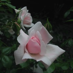 Rosenknospe
