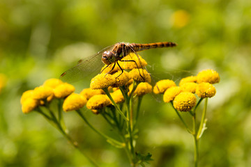 Libelle auf einer gelben Blume oder Blüte