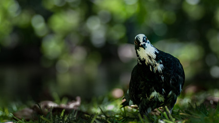 Pigeon de l’île Maurice