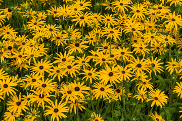 Gelb blühender Sonnenhut