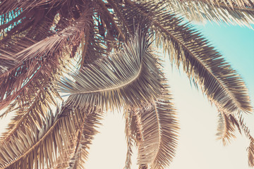 Palm leaf close-up in vintage toning. Backgrounds