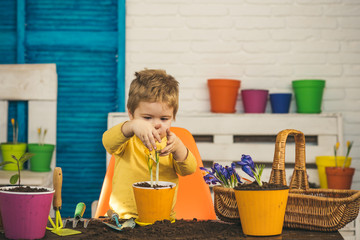 Cultivation of flowers. Parenthood and childhood, responsibility. Cute boy cares for a home flower. Enlargement and education, upbringing. Spring home gardening