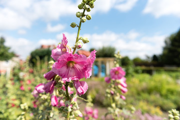 Stockrosen im Garten 1