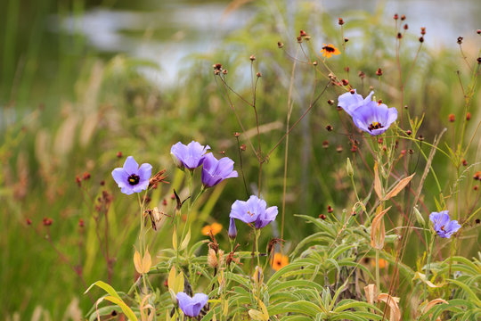 Texas Blue Bells