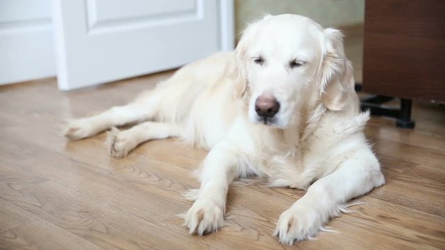 happy life of pets in the family. a happy full-bodied dog, a golden retriever is resting, lying on the kitchen floor.
