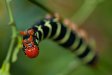Chenille de Guadeloupe