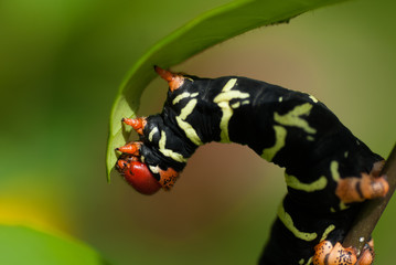 Chenille de Guadeloupe