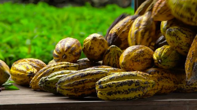 Cocoa beans and cocoa pod on a wooden surface.